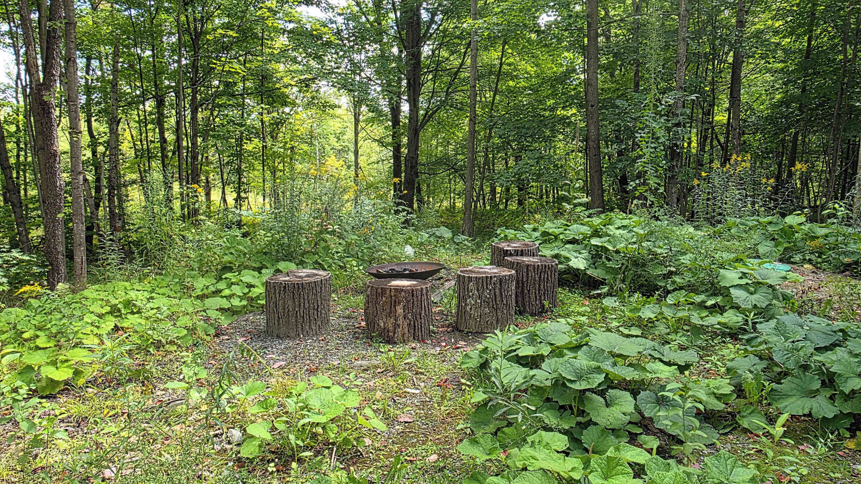 Un bosque con varios troncos de árbol dispuestos en círculo, rodeado de densa vegetación verde.