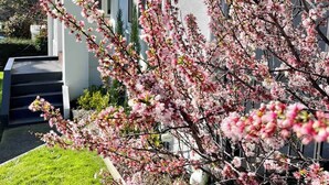 Une maison moderne avec une façade blanche, un toit gris et un jardin bien entretenu où s’épanouissent de magnifiques fleurs roses.