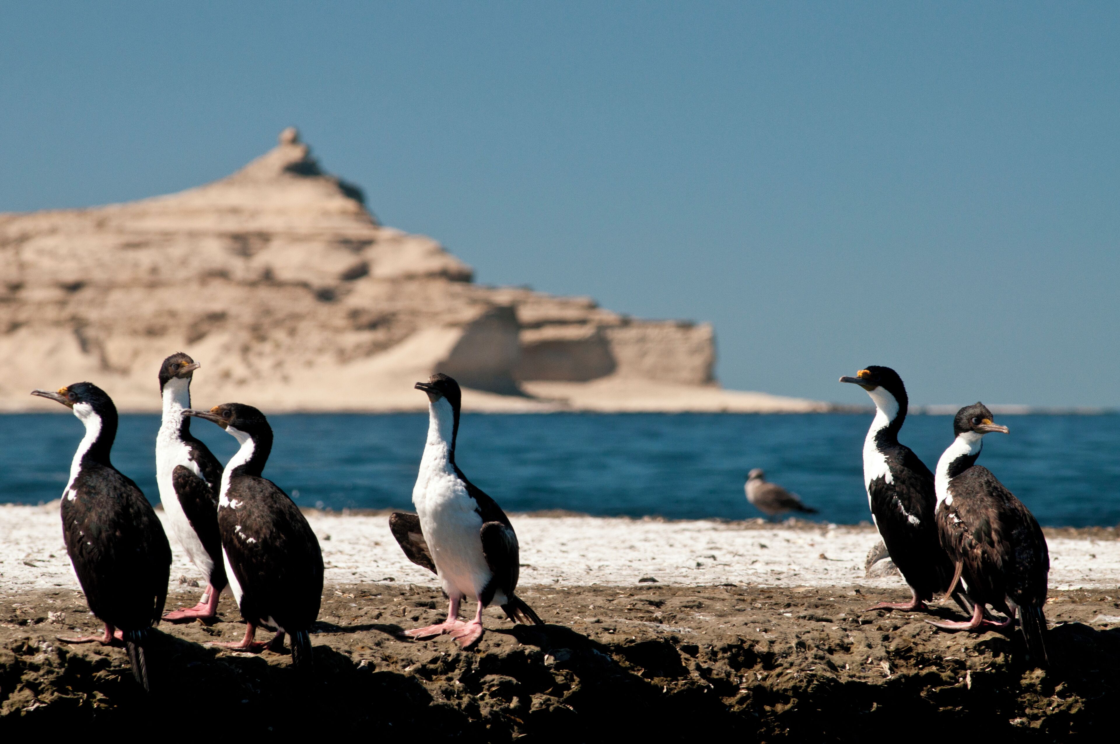 A group of birds on a rocky shore with a clear view of the sea and a distant hill.