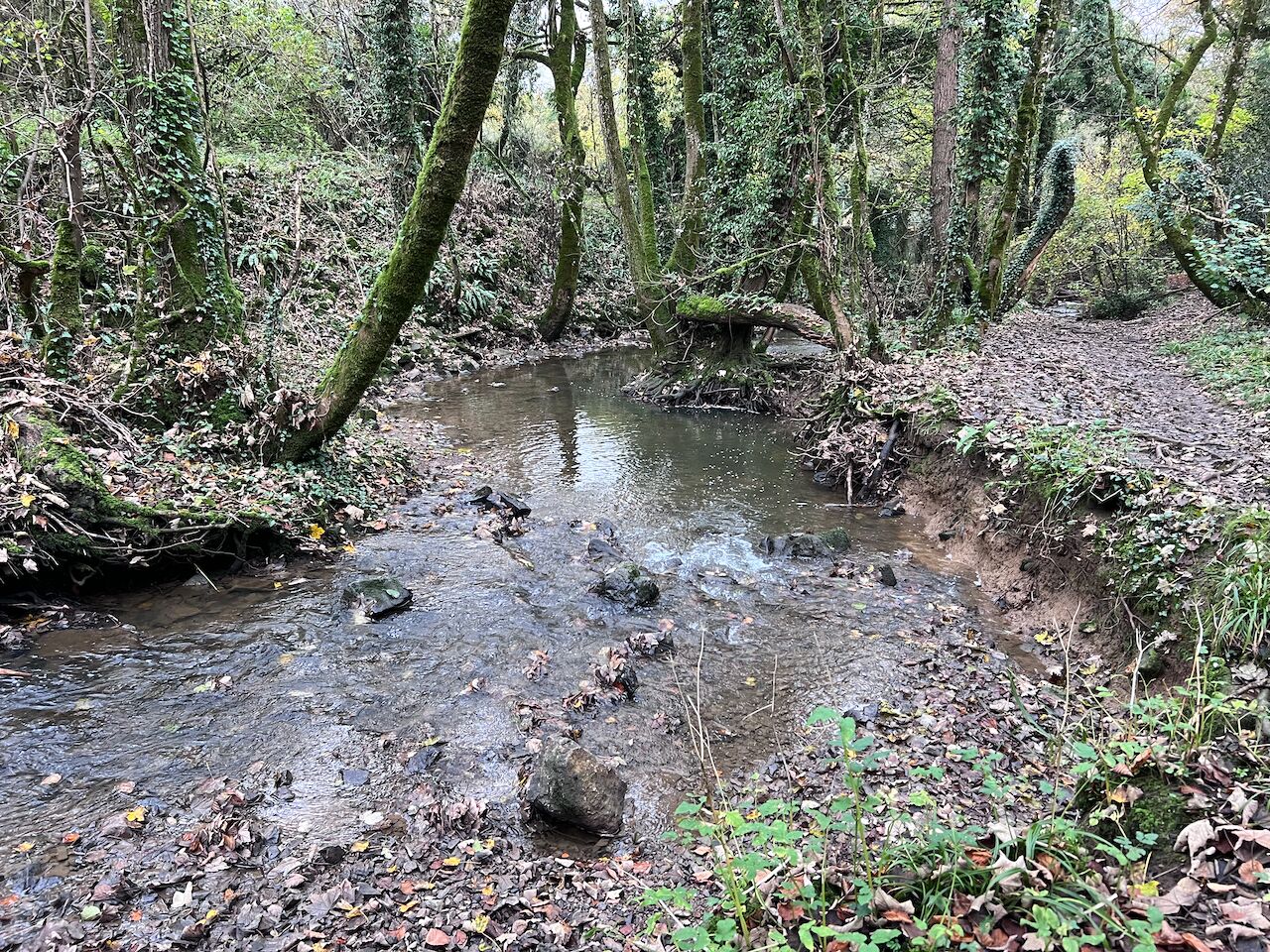 A natural stream in a forested area with rocks and foliage.