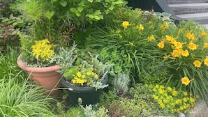 A garden with various potted plants and a staircase.