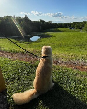 Property grounds - Pet & Family Friendly • Near Lake • HotTub • FirePit • Game Room • Close to town (Somerset)