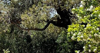 2br Historic Adobe - 2acr Homestd A/C Exquisite NEW to VRBO!