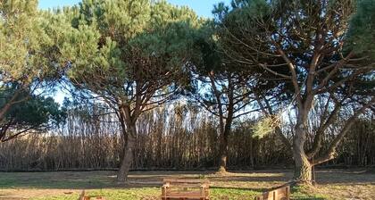 CATSHOUSE CARQUEJA 1