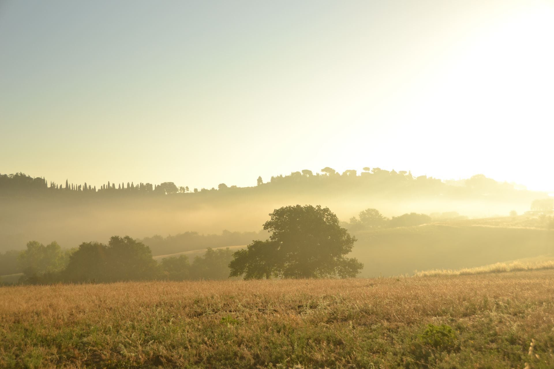 A misty landscape with a field and trees in the foreground, and a hill with trees silhouetted against the sky.