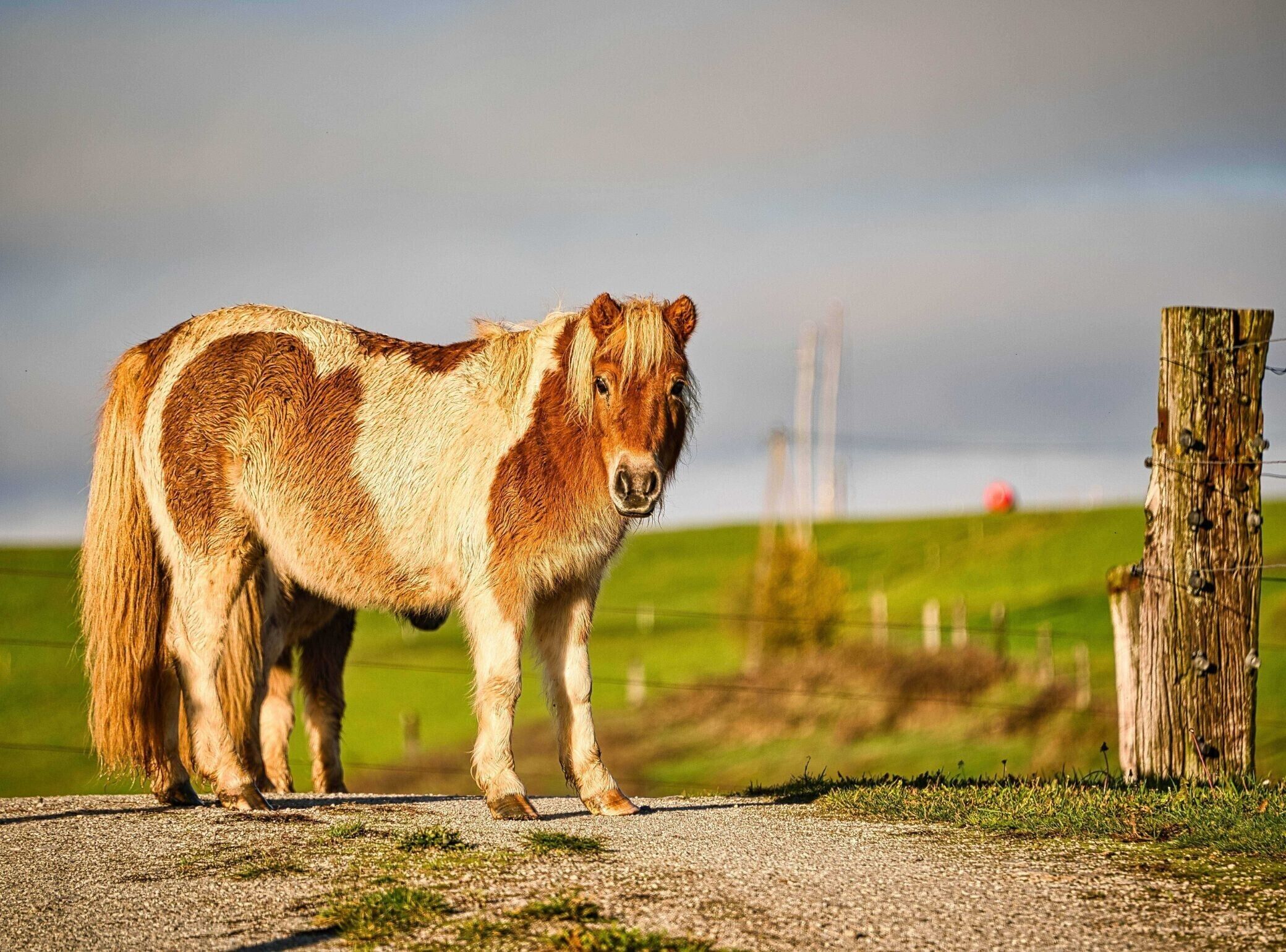 Un pony sobre un sendero de grava al lado de una cerca de madera en un campo cubierto de hierba.