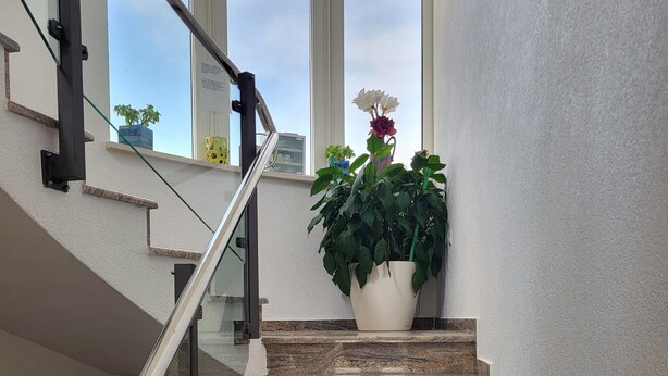 Un escalier moderne avec une rampe en verre, menant à un palier agrémenté d’une plante en pot.
