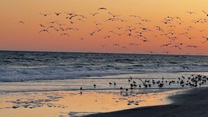 A beach at sunset with birds flying over the water. - Beautiful 2-bedroom condo with ocean views, Wi-Fi, AC, wshr/dryr in Myrtle Beach (Myrtle Beach)