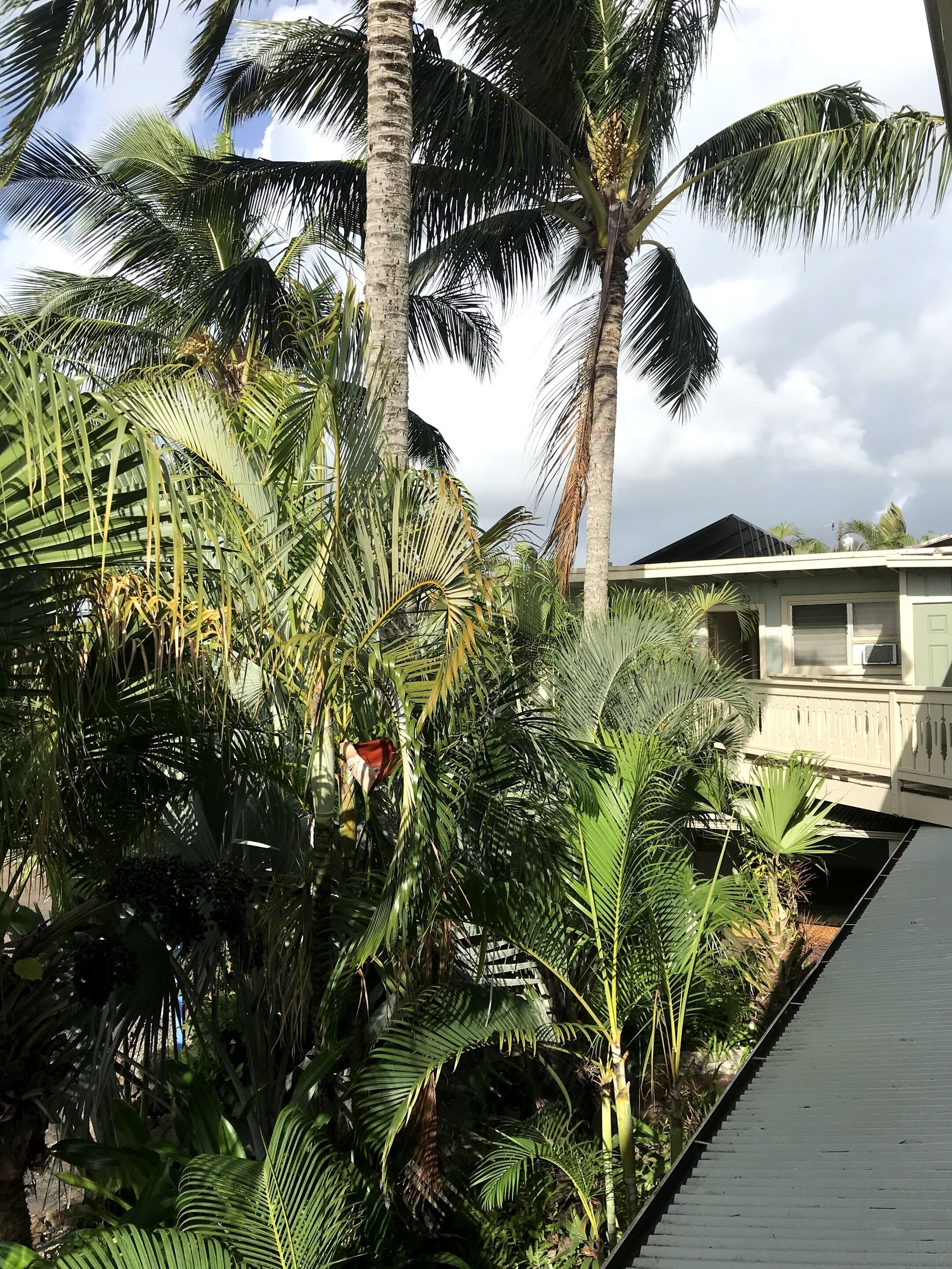Un jardin tropical, avec des palmiers et un sentier menant à un bâtiment doté d’un toit en pente.