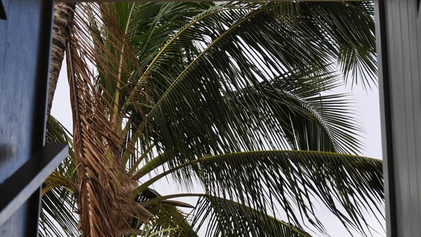 A view through a gate with palm trees and a clear sky. - Kaua'i Palms Hotel (Lihue)
