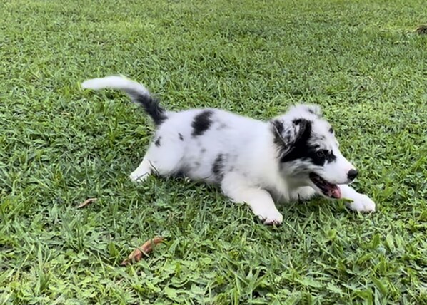 Un cachorro acostado sobre la hierba.