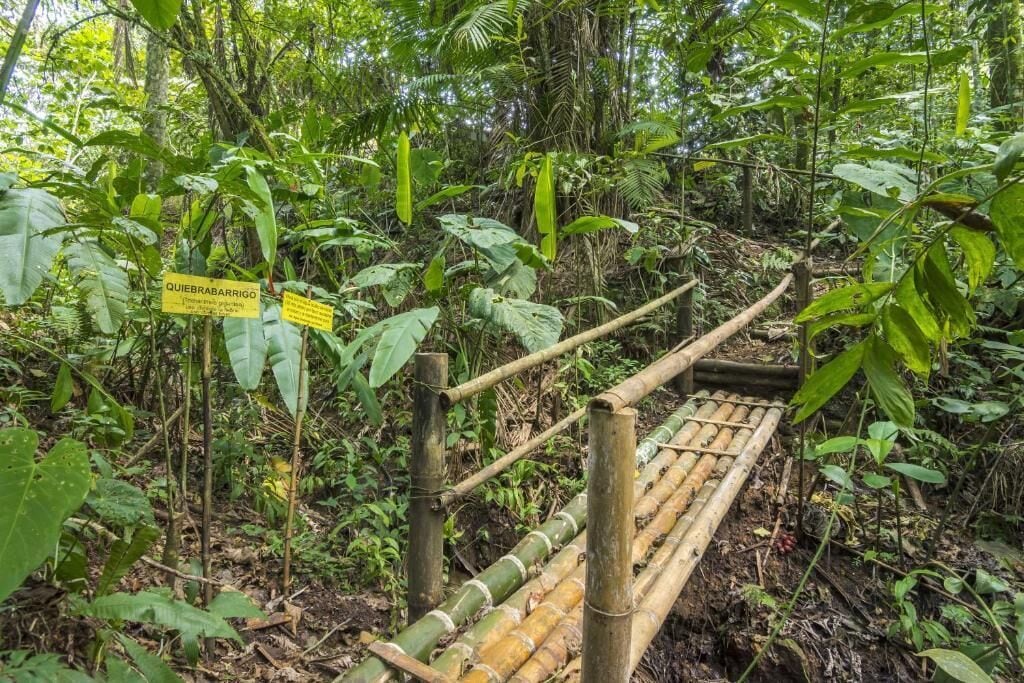 Escadaria de bambu cercada por vegetação tropical exuberante.