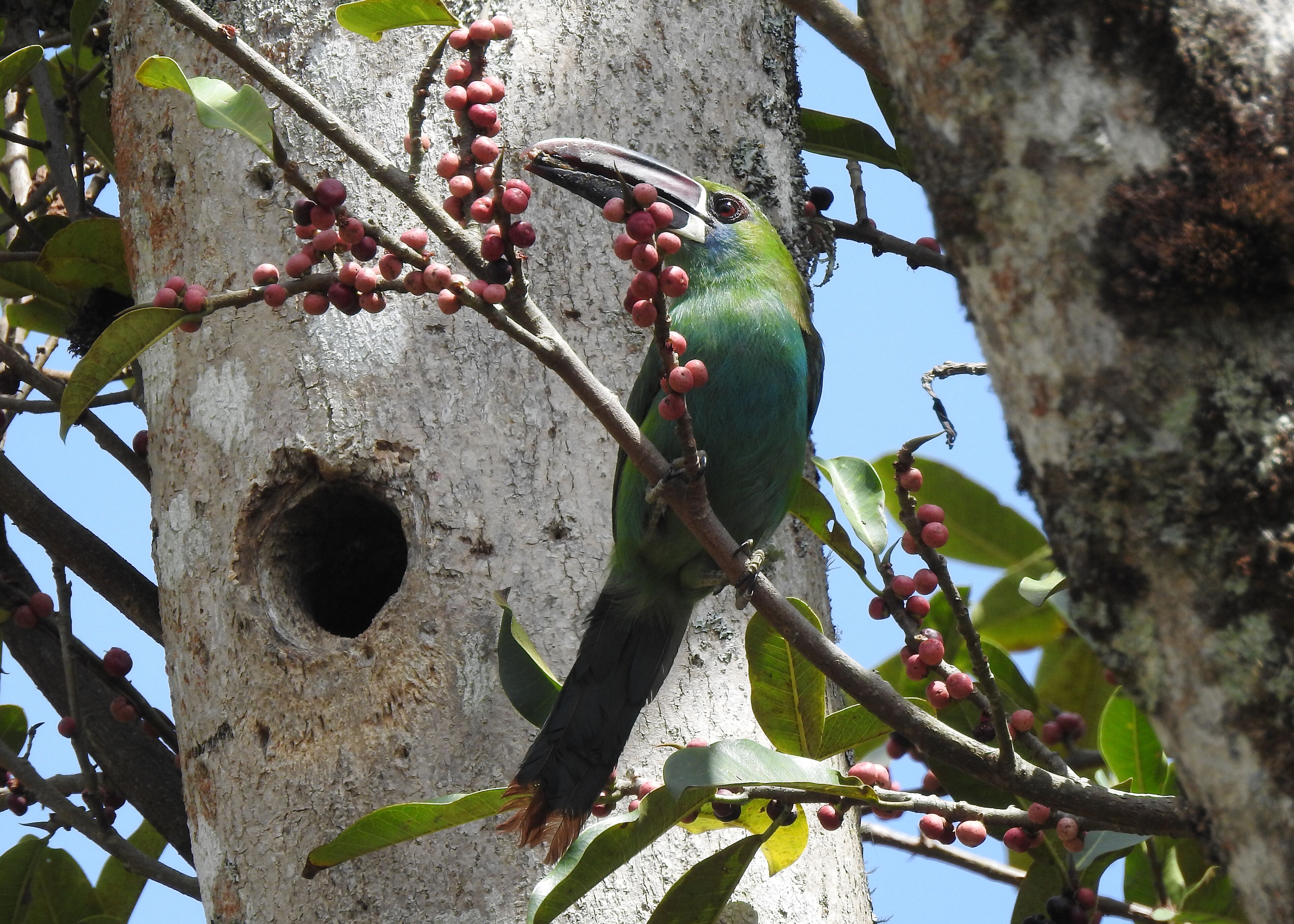 A bird perched on a tree branch with a hole in the trunk.