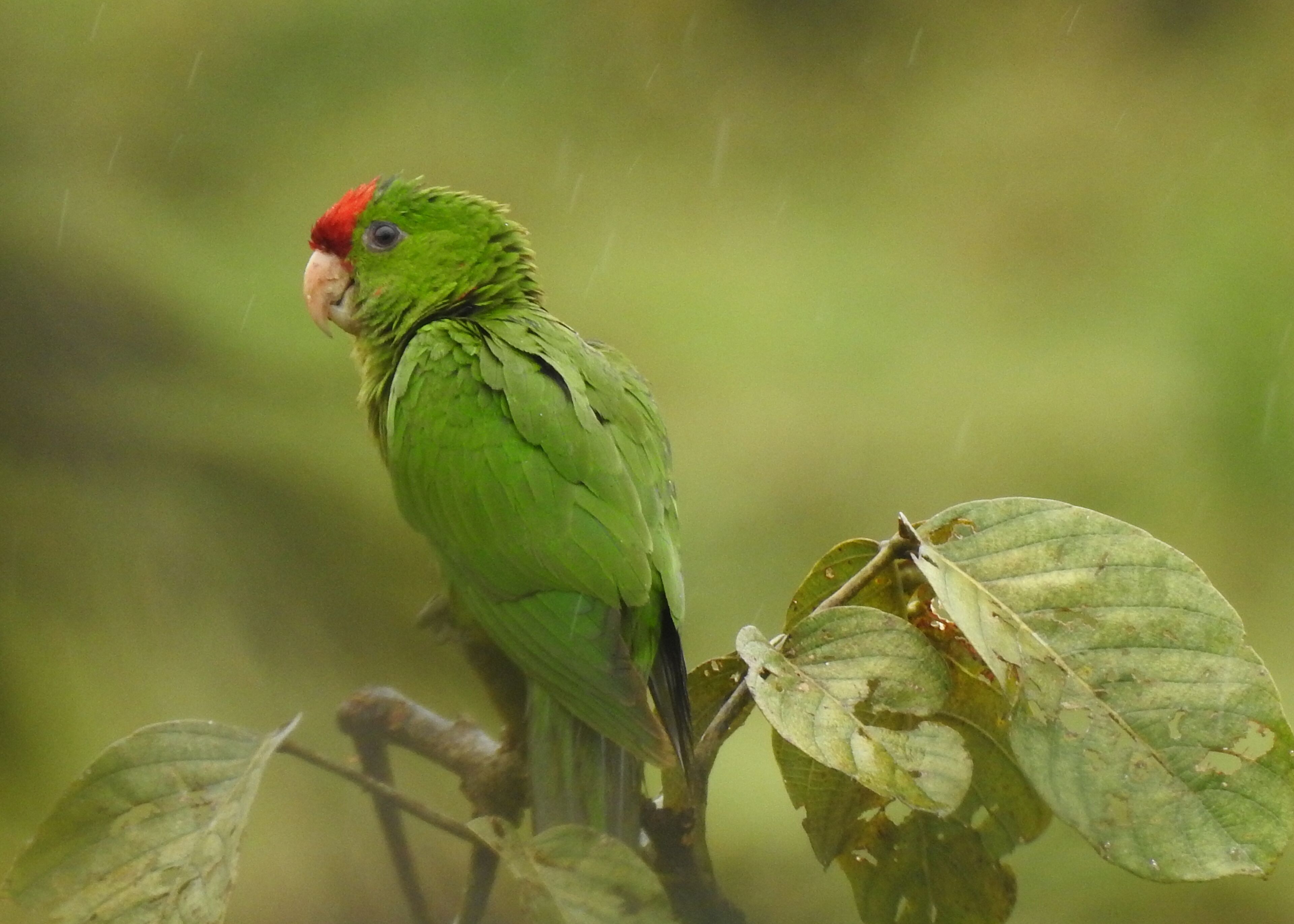 A parrot perched on a branch with a blurred green background.
