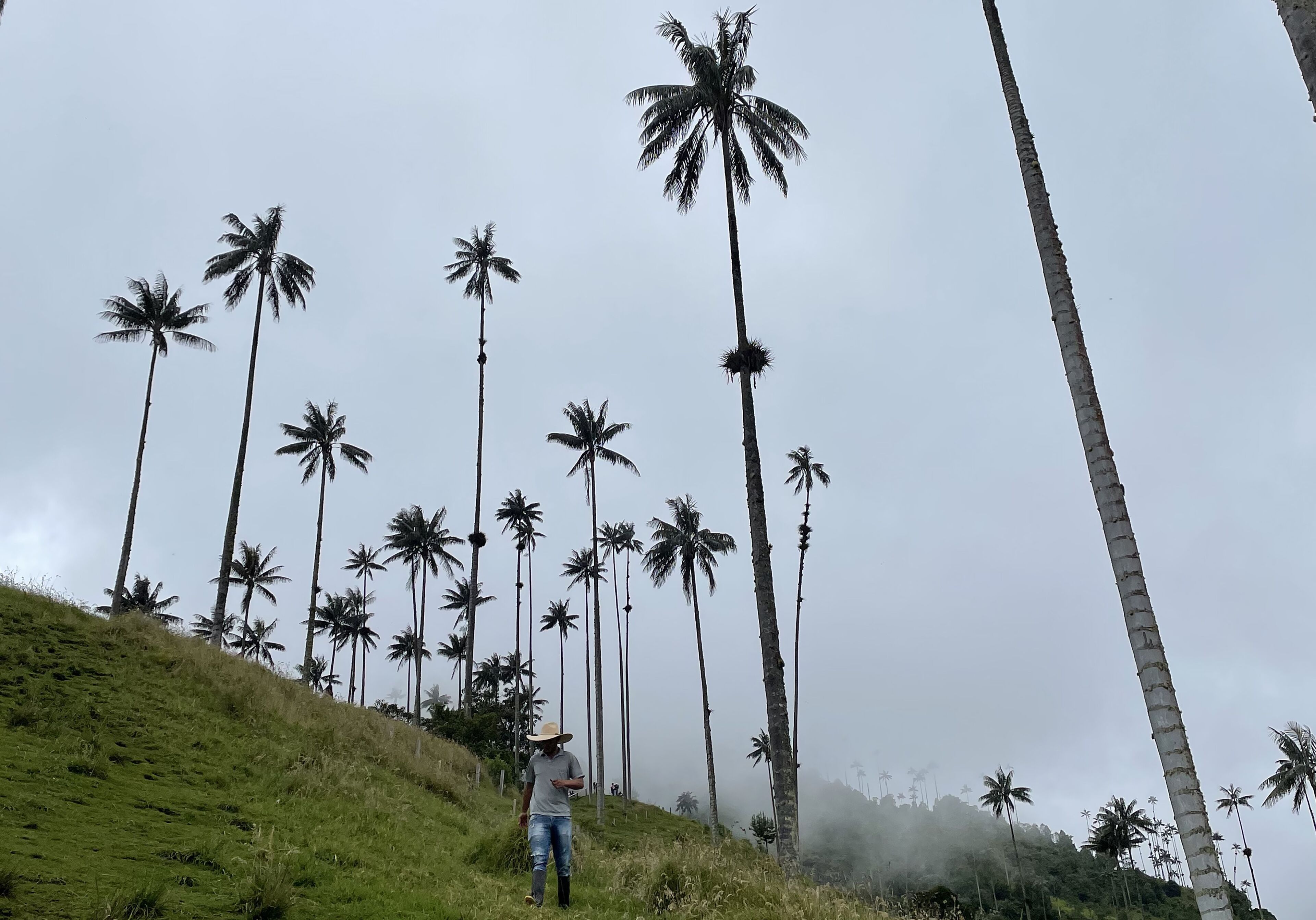 A person walking on a grassy hill with tall palm trees in the background.