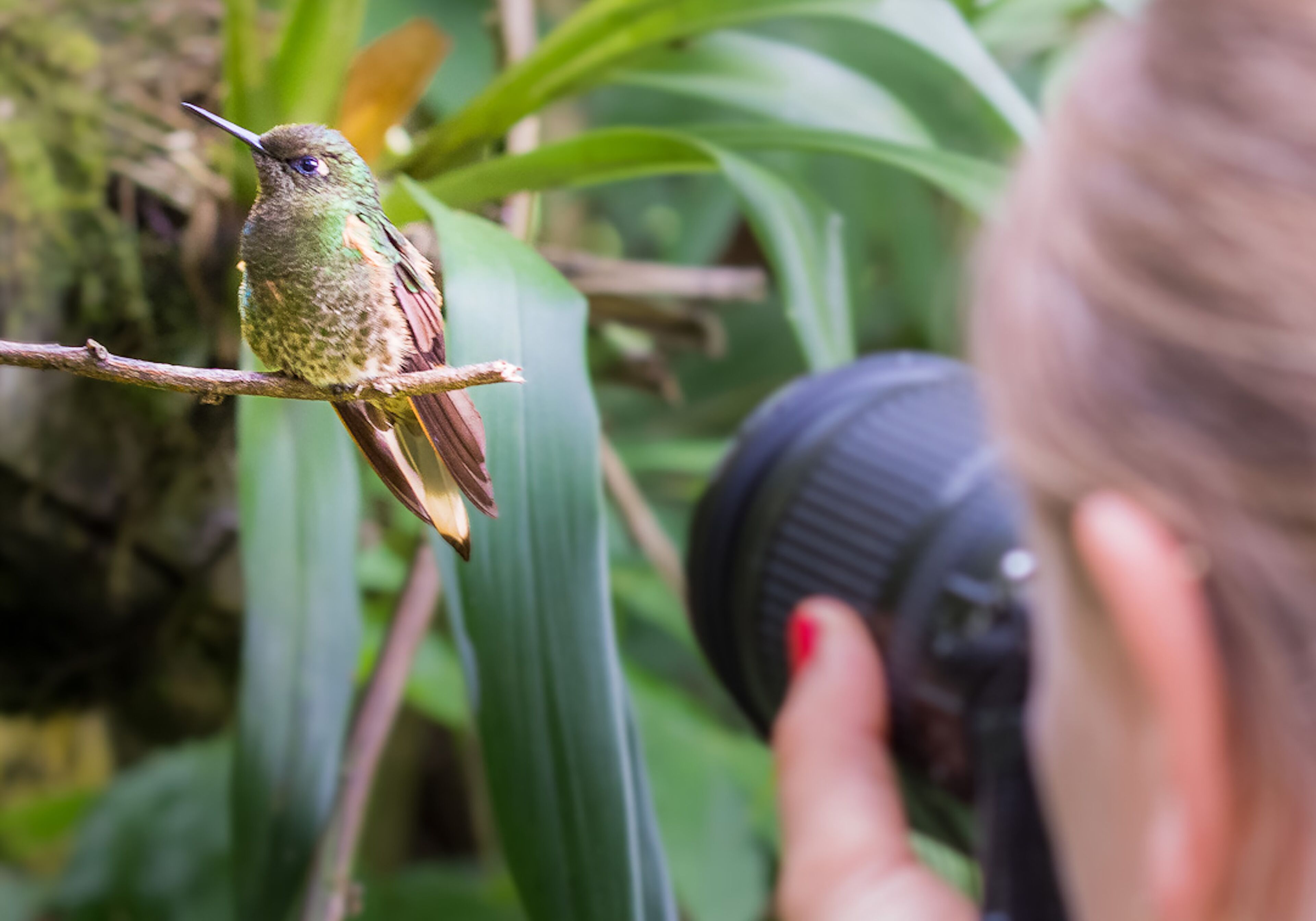 Un pájaro posado en una rama, con una cámara en primer plano.