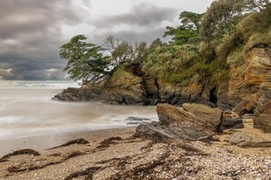 Uma costa rochosa com penhasco, algas marinhas e uma árvore.