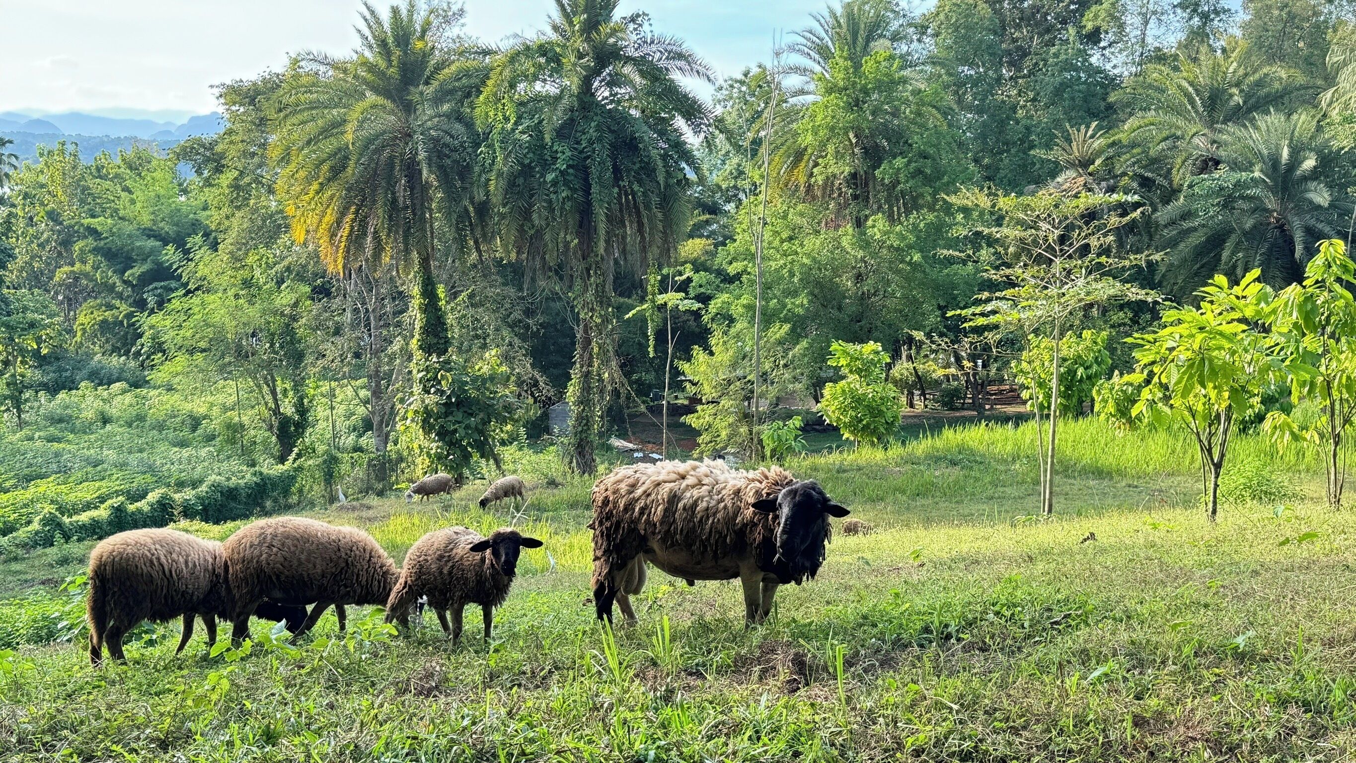 A grassy field with sheep grazing, surrounded by dense greenery and trees.