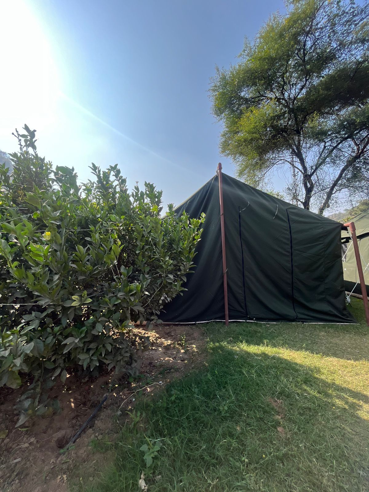 A tent set up in a grassy area with a tree nearby.