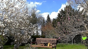 Un banc en bois dans un jardin, entouré de plantes et d’arbres en fleurs.