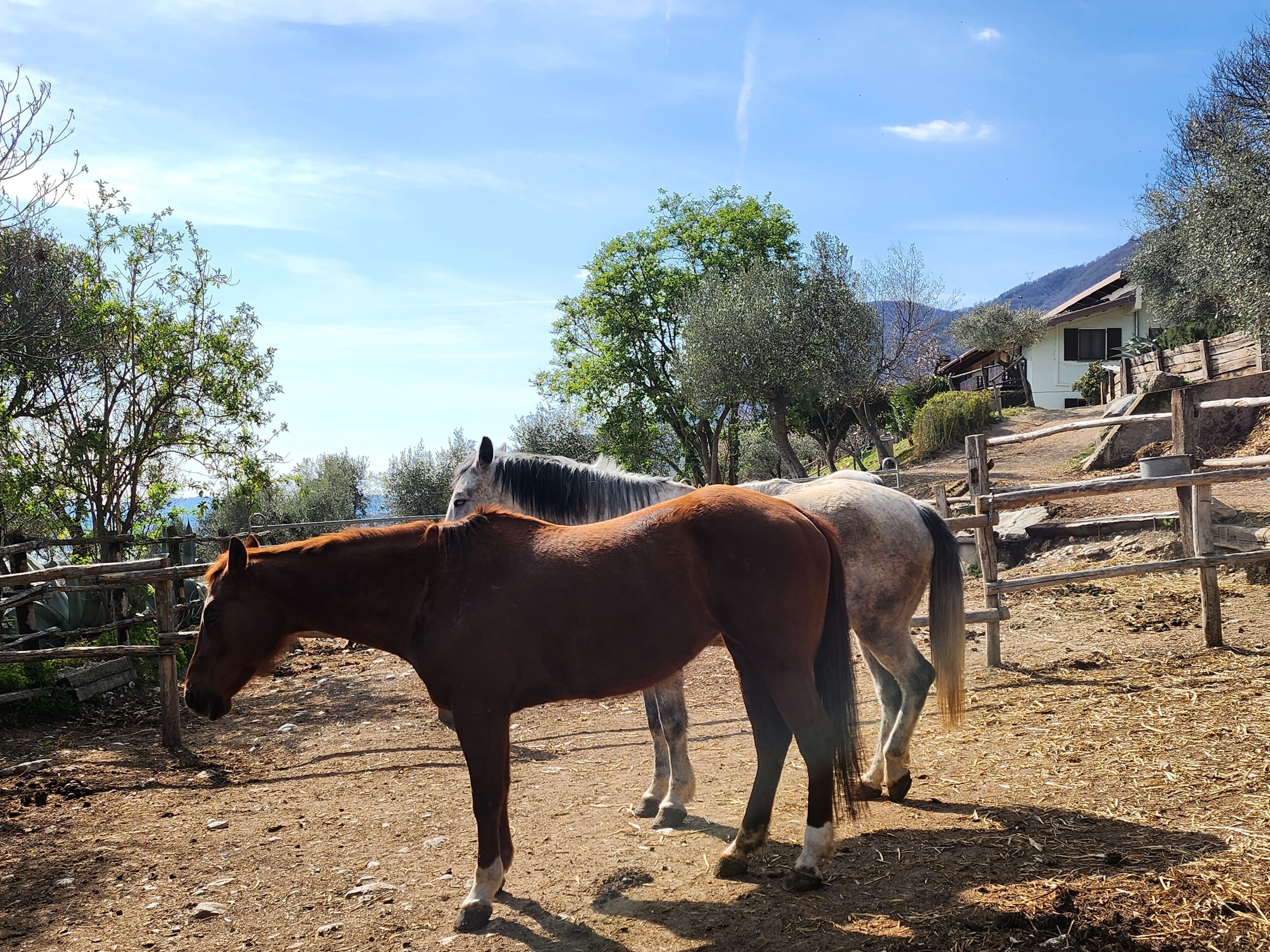 Twee paarden in een omheind buitengebied, met een huis op de achtergrond.