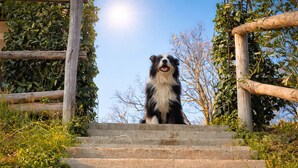 A dog sitting on a set of stone steps with a wooden fence and greenery in the background. - Agriturismo Scuderia Castello (Toscolano Maderno)