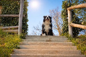 Un cane seduto su una serie di gradini in pietra, con una recinzione di legno e vegetazione sullo sfondo.