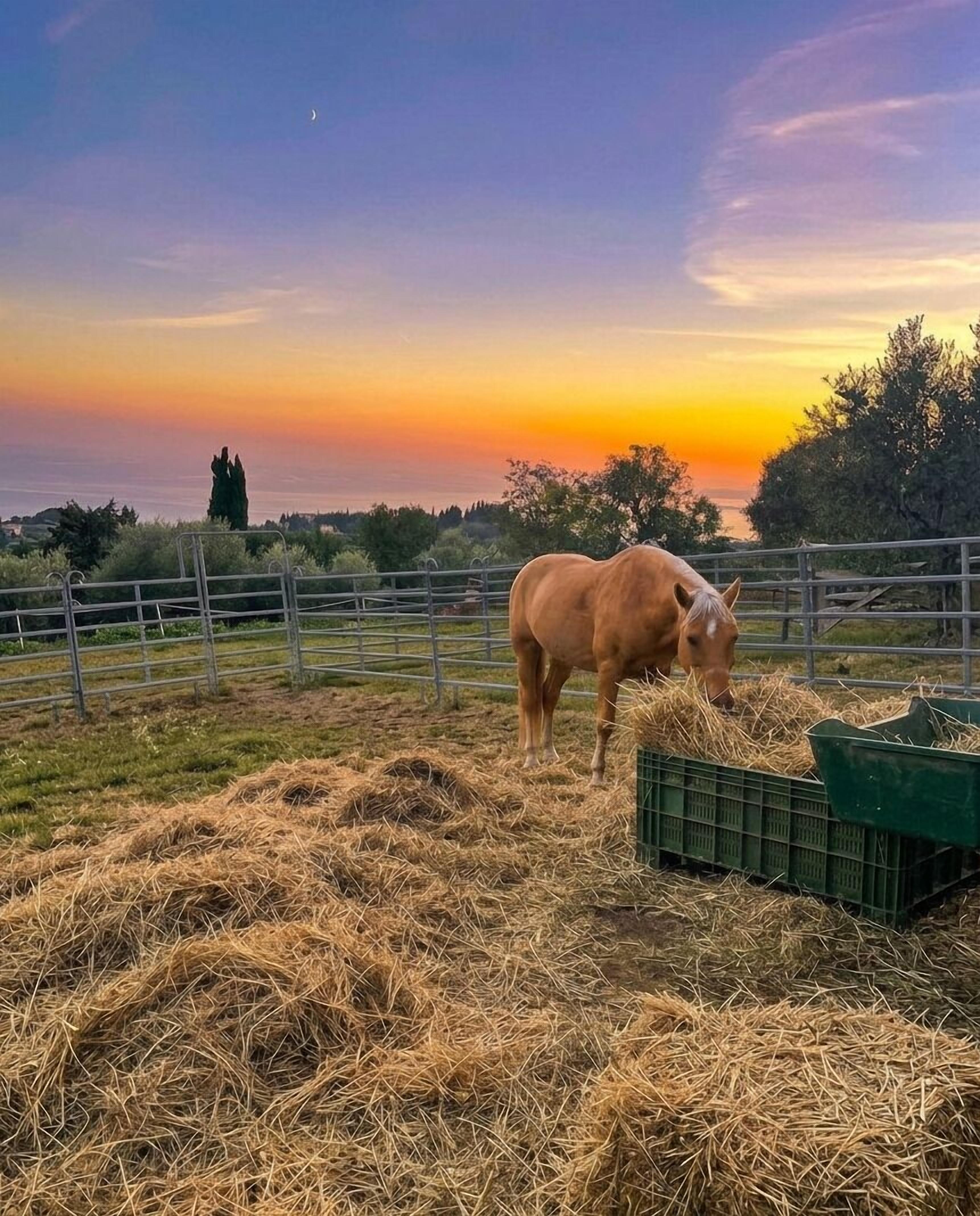 A horse grazing in a fenced area with hay bales and a green crate.