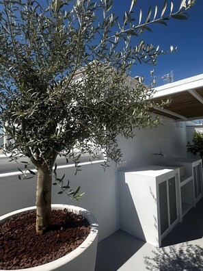 A potted olive tree in a white planter with a modern building in the background.