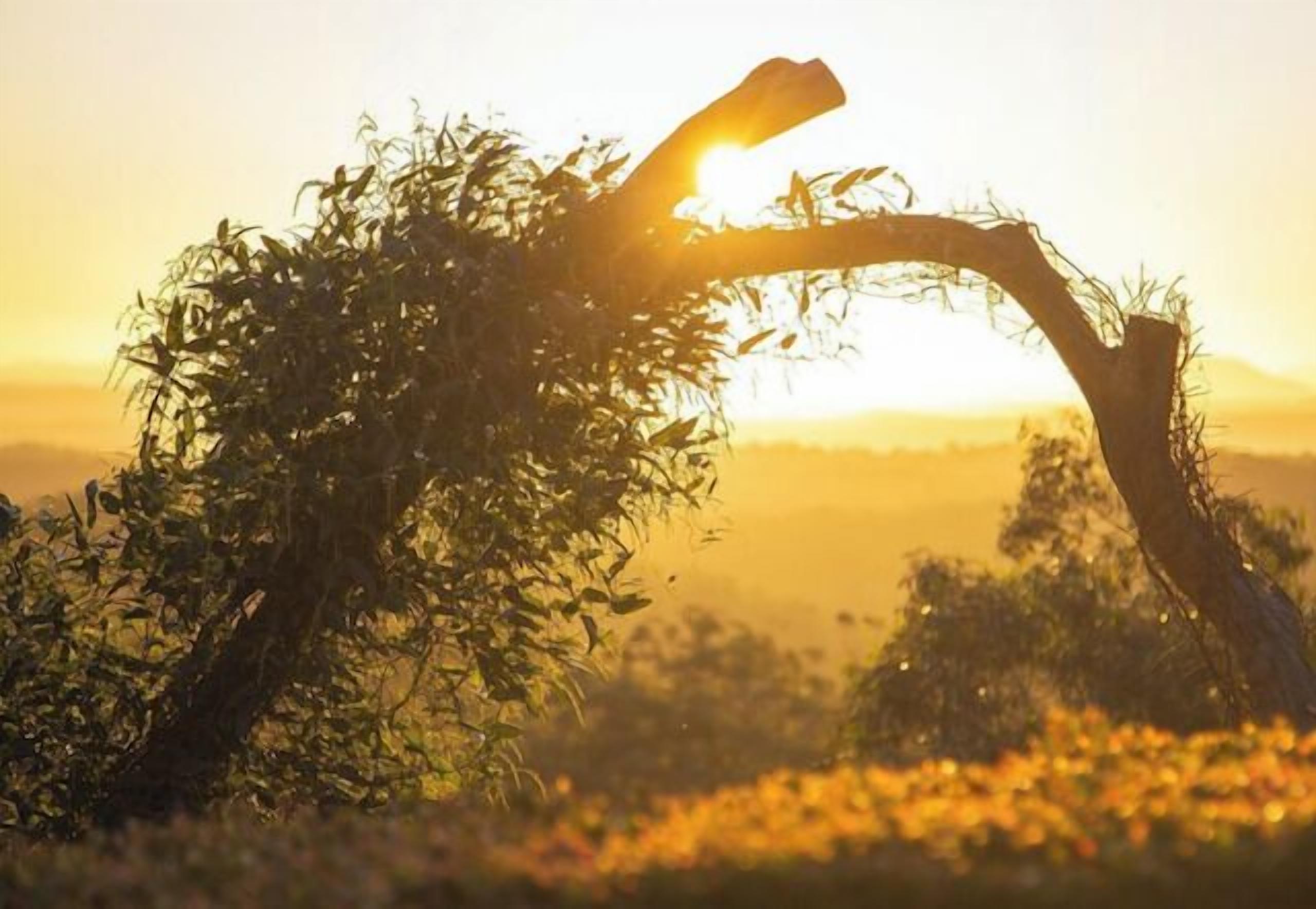 Un ramo d'albero con la luce del sole che filtra tra le foglie.