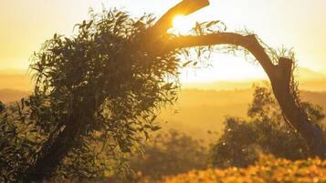 Un ramo d'albero con la luce del sole che filtra tra le foglie.