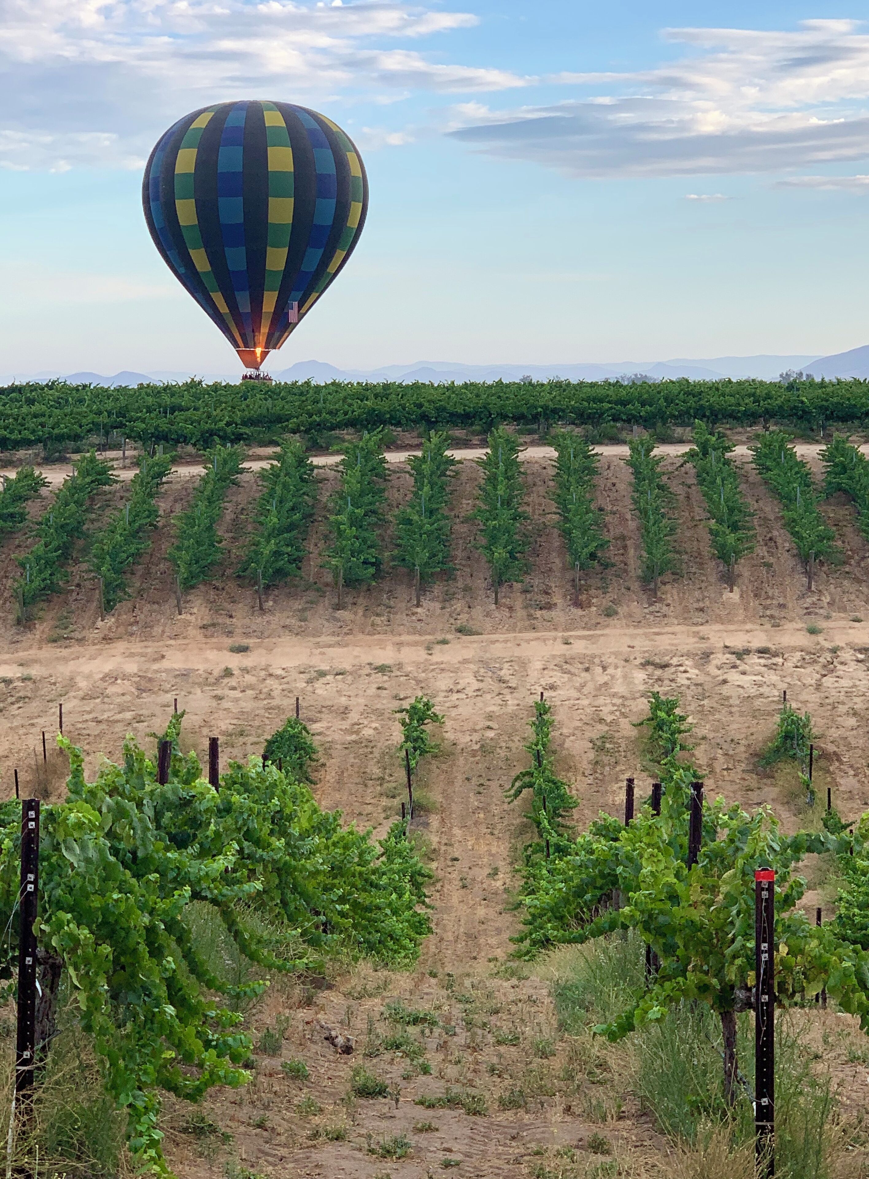 Viñedo con hileras de vides y un globo aerostático al fondo.
