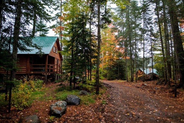 Une cabane surmontée d’un toit végétalisé, entourée de grands arbres et bordée d’un sentier forestier.