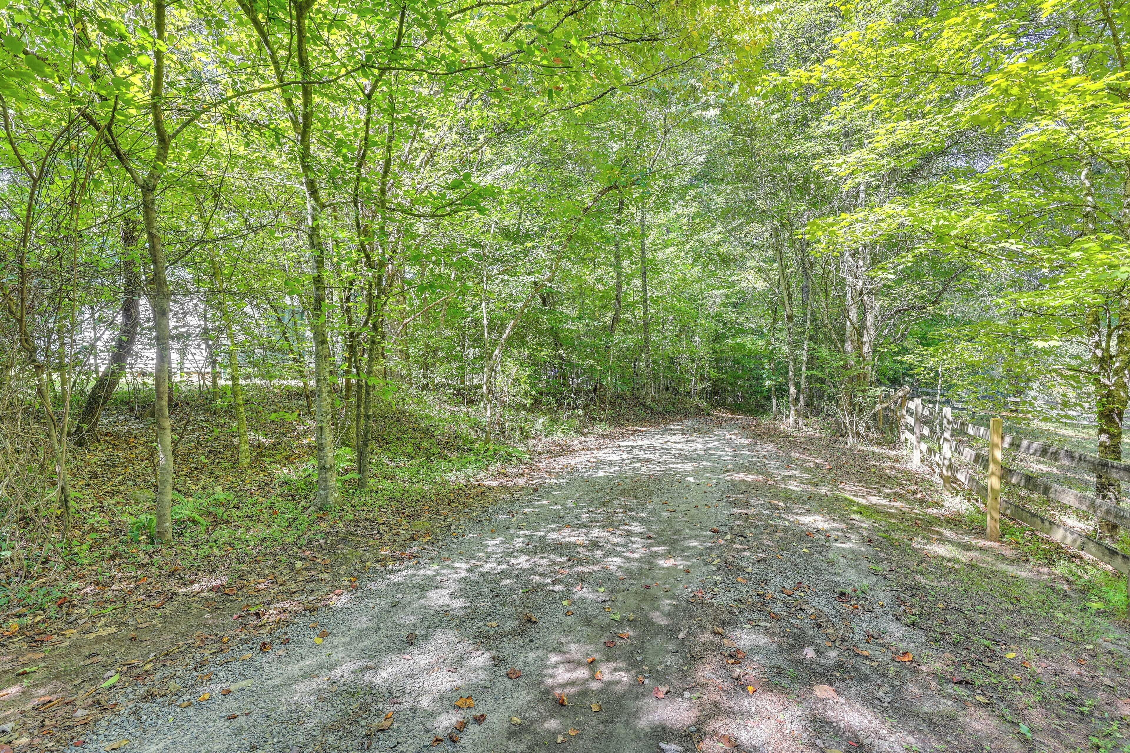 A forested area with a gravel path.