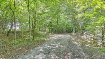 A forested area with a gravel path.