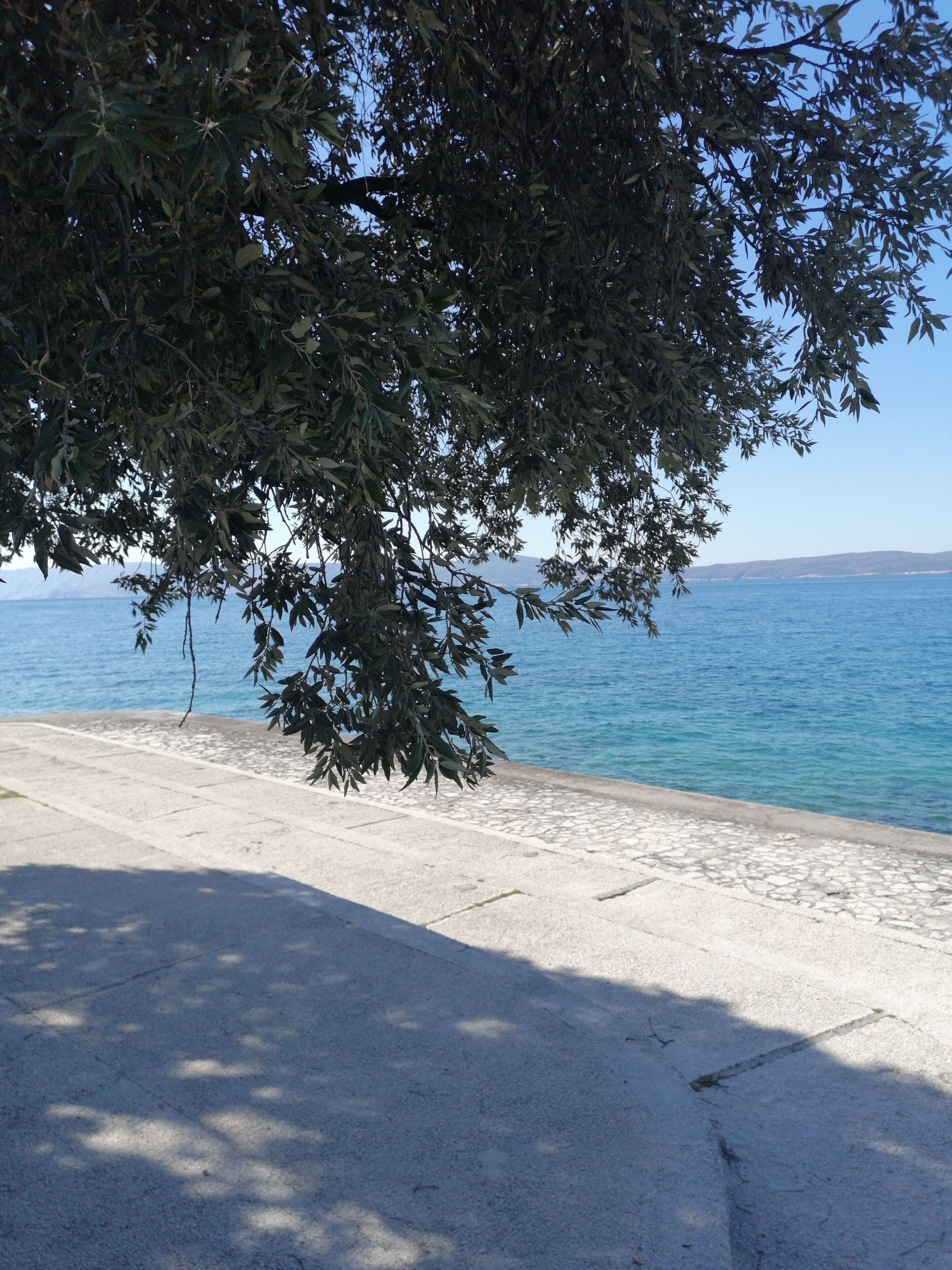A paved walkway beside a body of water, with a tree providing shade.