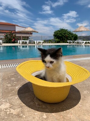 Seasonal outdoor pool - Teras Otel Gökçeada (Gökçeada)