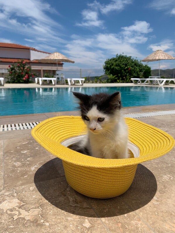 A poolside area with a cat sitting in a yellow woven basket. - Teras Otel Gökçeada (Gökçeada)