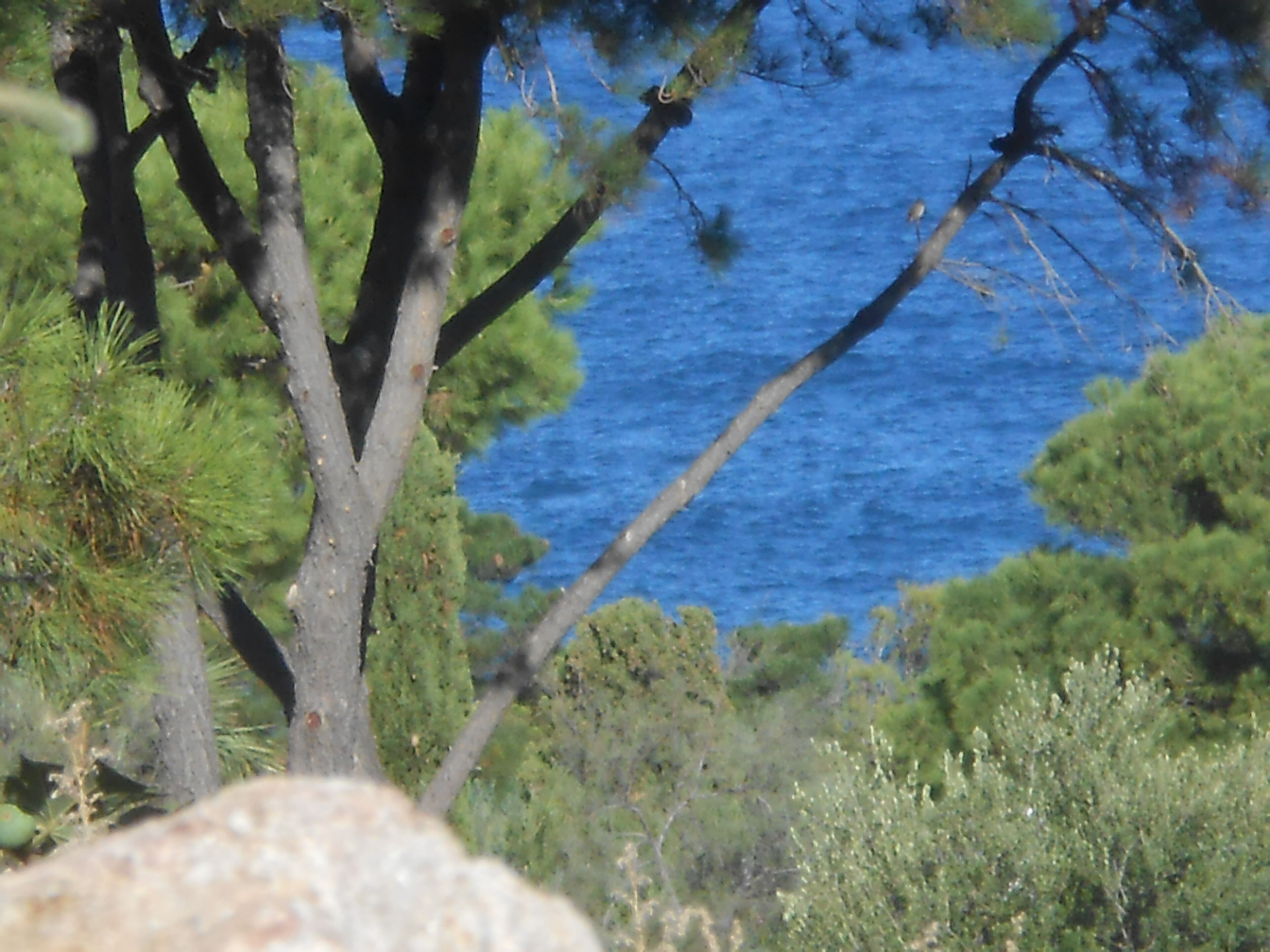 Eine Küstenlandschaft mit Bäumen und Blick auf das Meer.