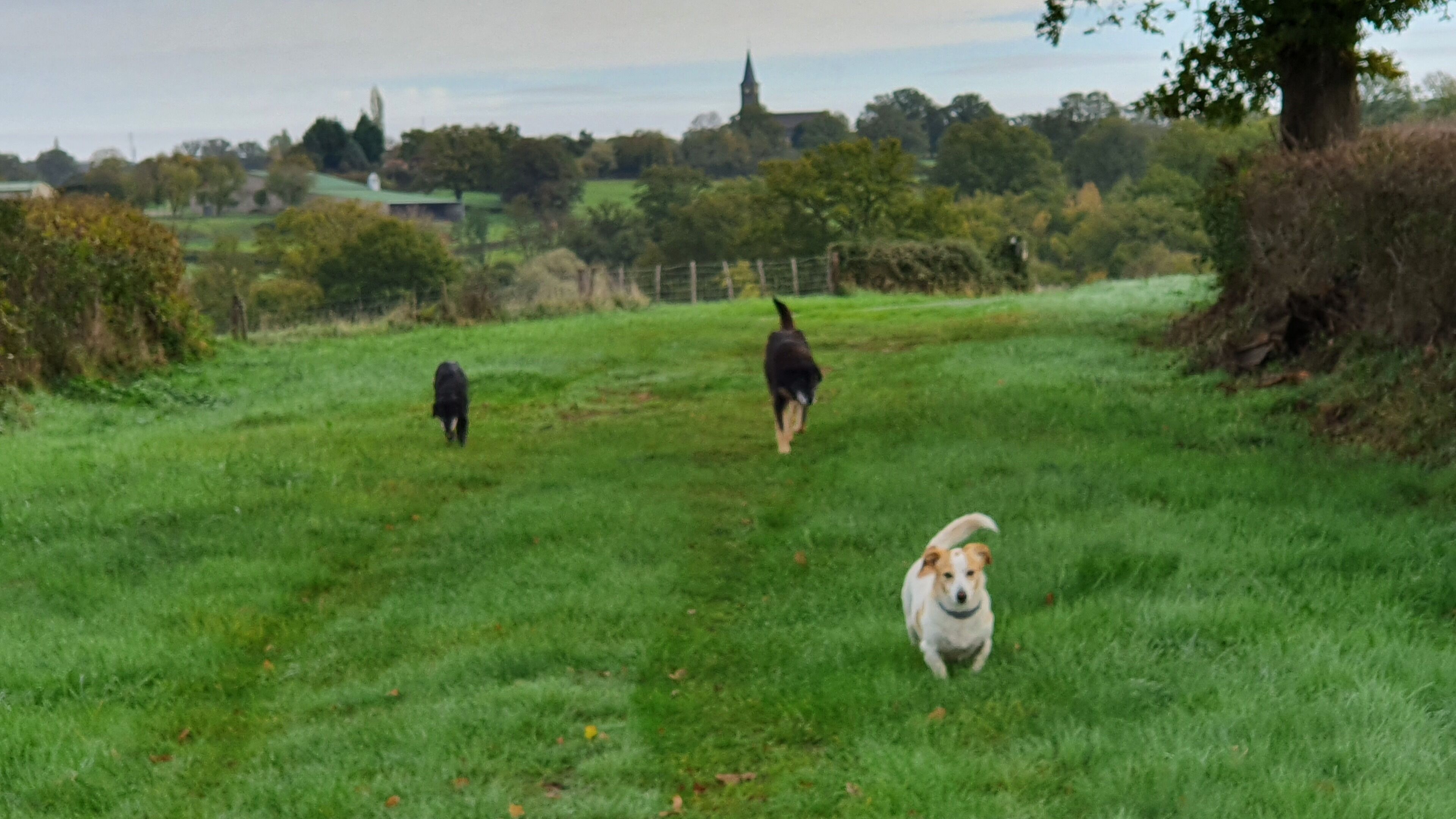Um campo gramado com três cães e uma árvore.