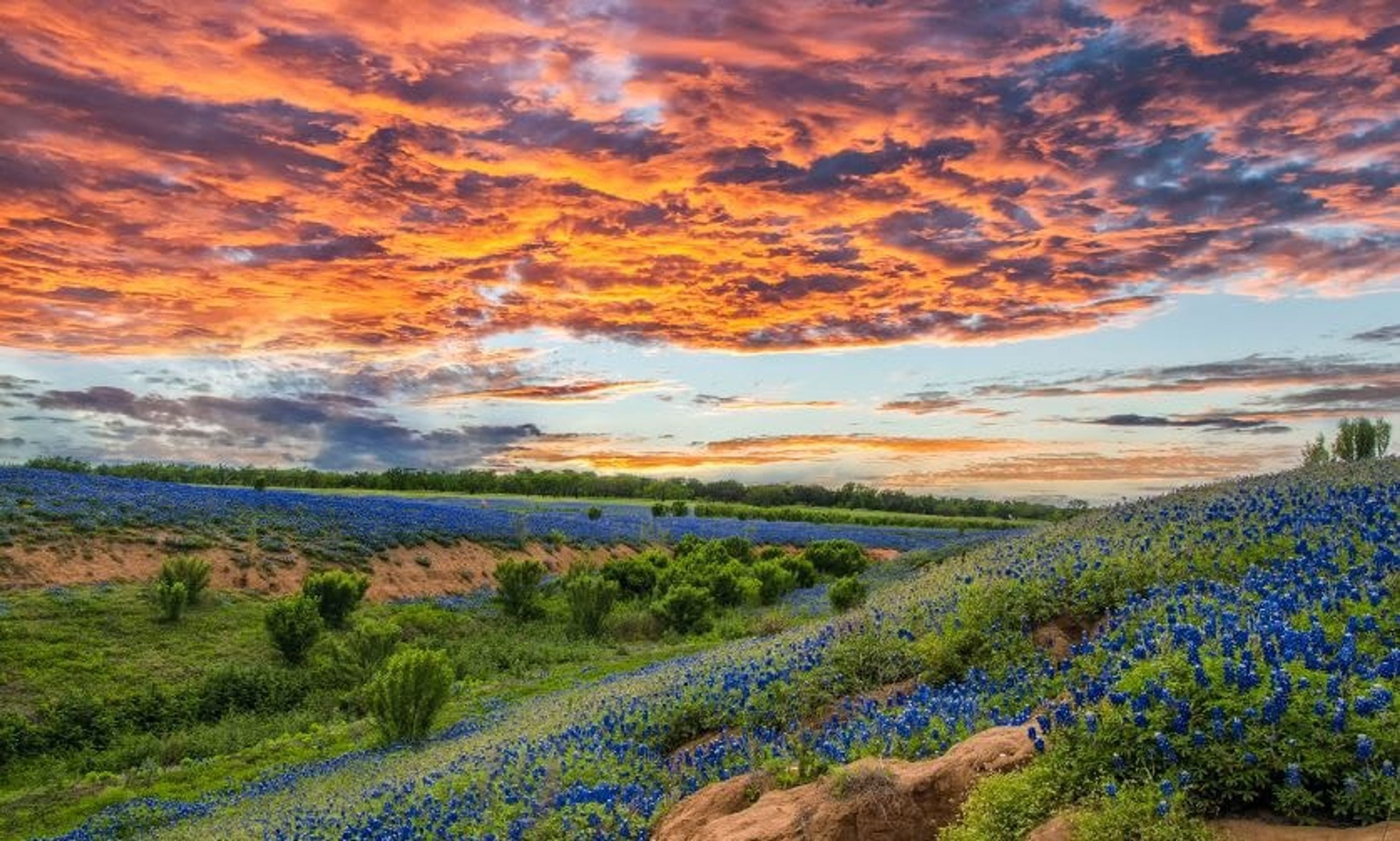 A field of blue flowers under a vibrant sunset sky.