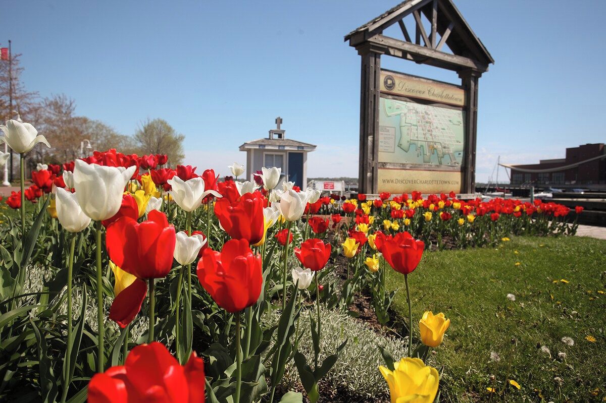 A tulip garden with a large sign in the background.