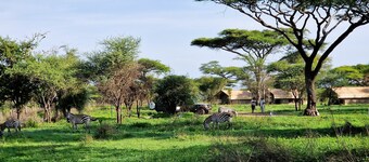 Africa Safari Ngorongoro Ndutu