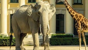 Two large animals, an elephant and a giraffe, standing in front of a building with columns and windows. - Cozy & Quiet Studio in Vienna’s 12th District (Vienna)