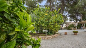 Une cour avec un chemin de gravier, des plantes en pot et un citronnier.
