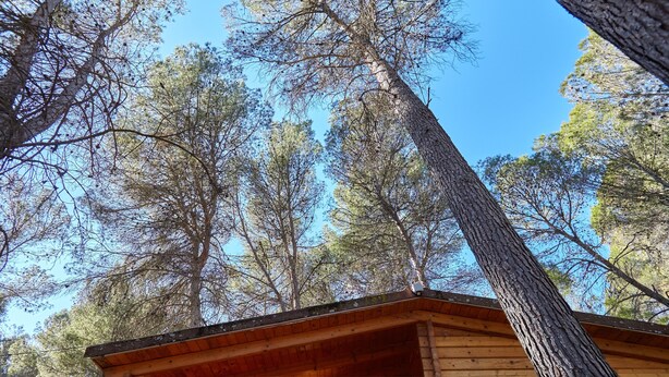 A wooden cabin with a sign reading '105 Pinarees' and a view of tall trees.
