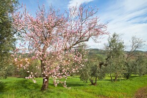 A tree with pink blossoms in a grassy field.