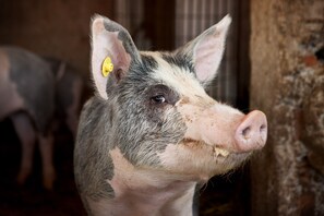 A close-up of a pig with a yellow ear tag, indicating it is likely in a farm or agricultural setting.