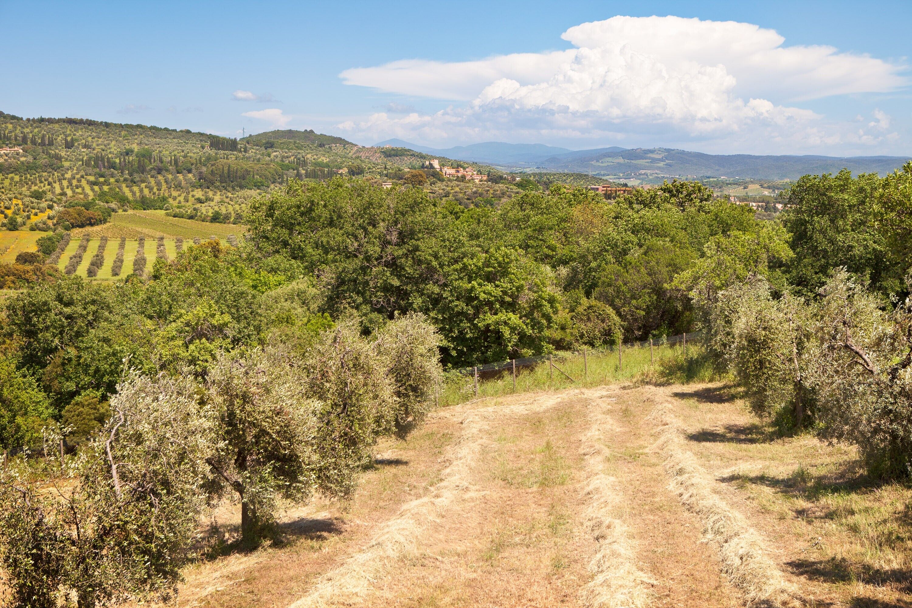 A rural landscape with a dirt path, trees, and distant hills.