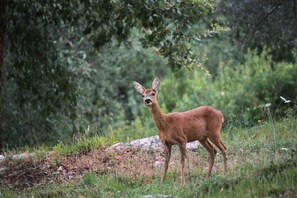 A deer in a natural setting with trees and grass.